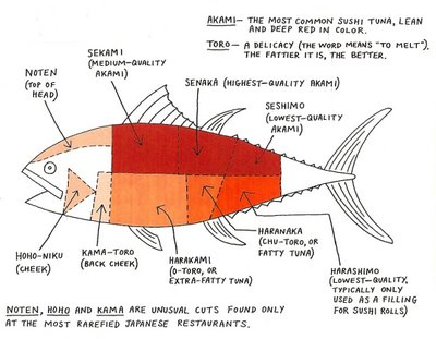 niebieskopłetwy tuńczyk