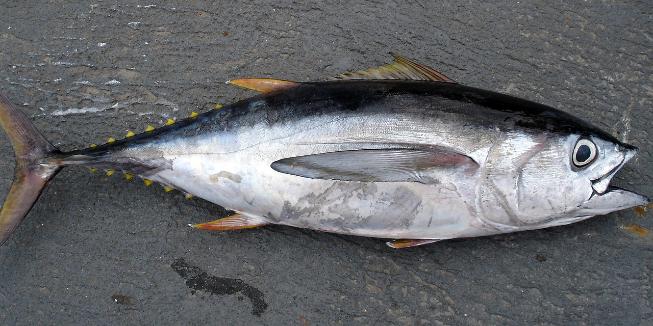 tuńczyki
