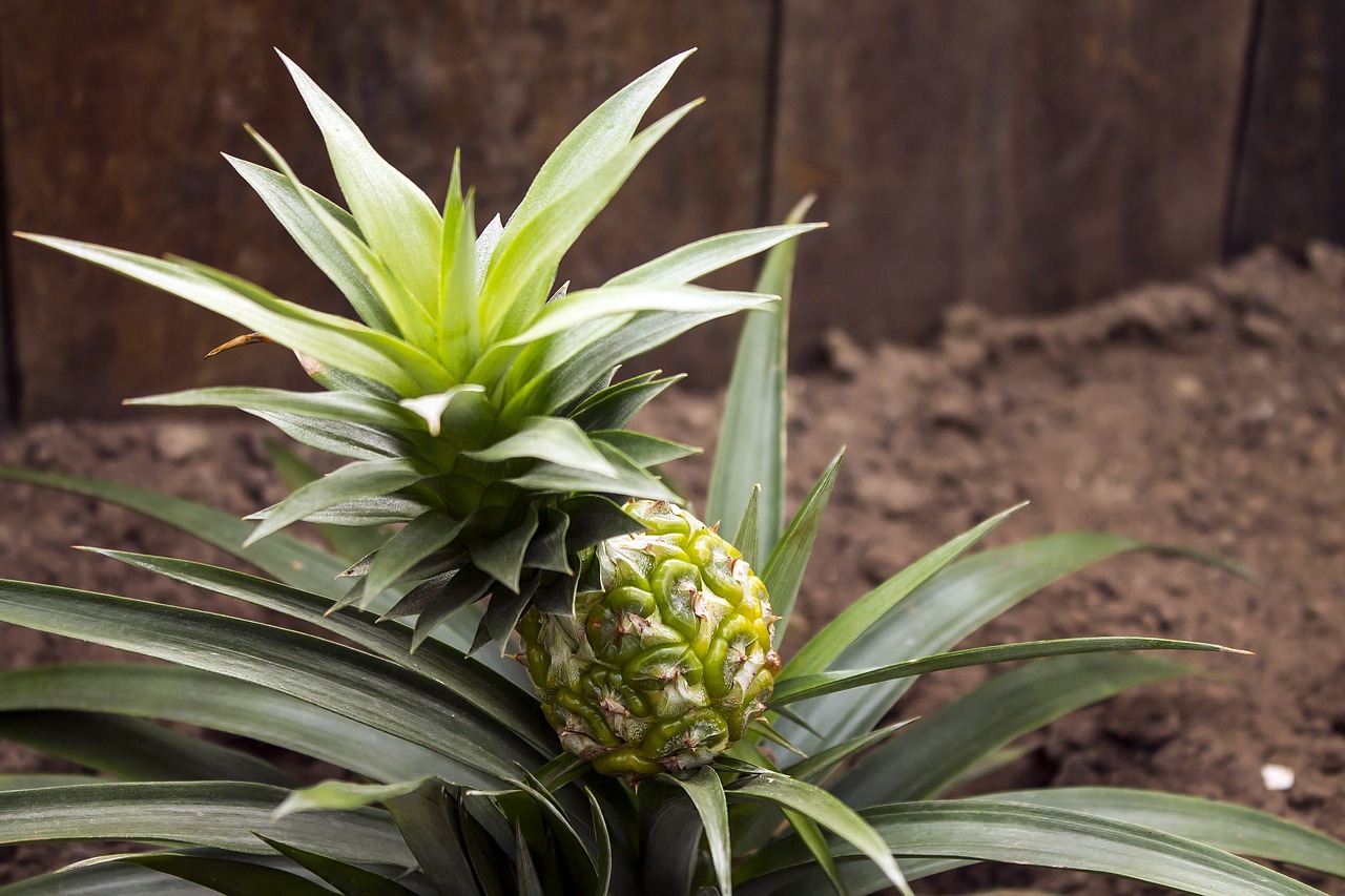 <img src="ananas.jpg" alt="pineapple-bromelain-how-it-grows.jpg"/>